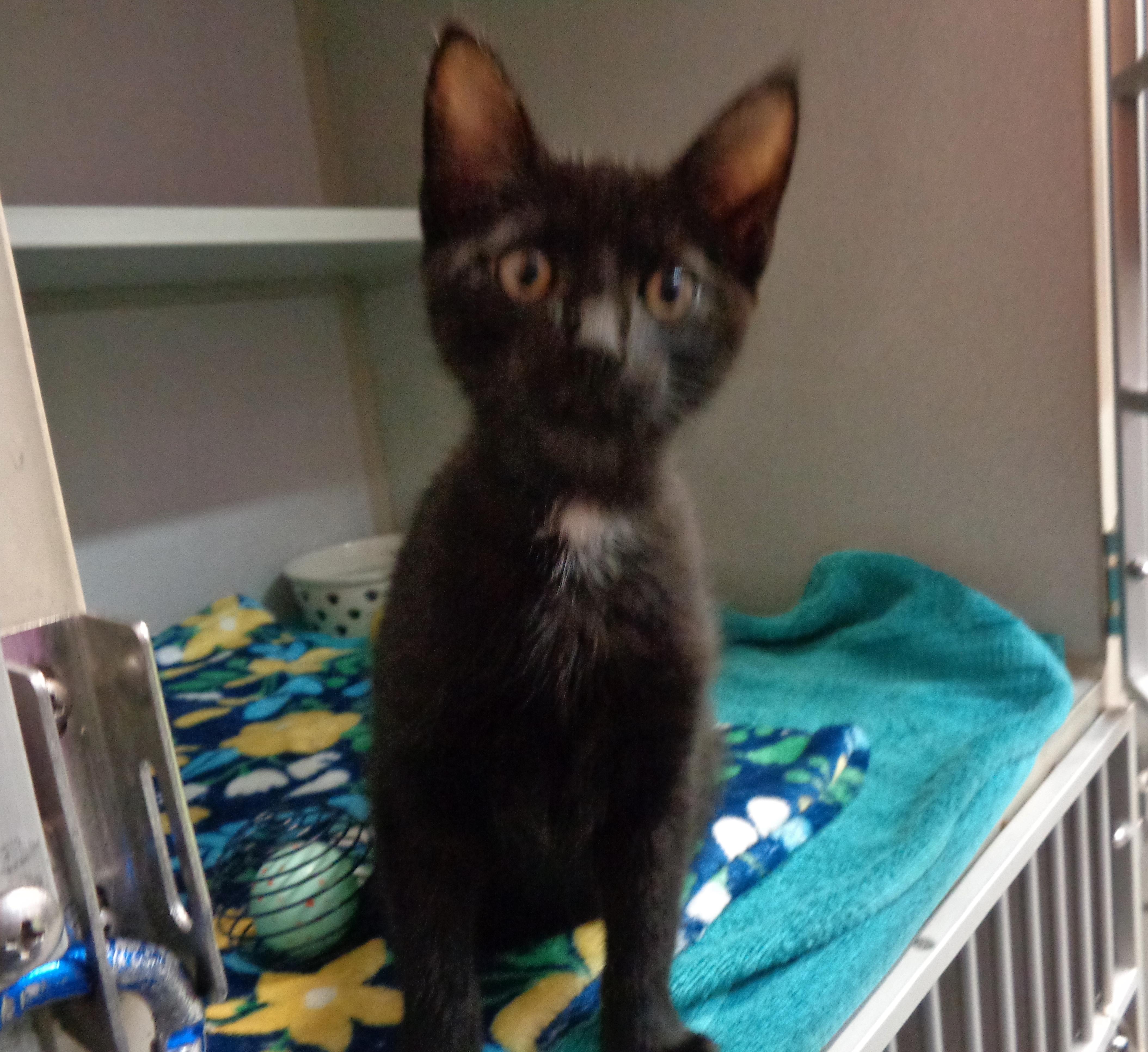 Enlarge WYNKEN, a Adoptable Domestic Short Hair in Delhi, NY image 3/5