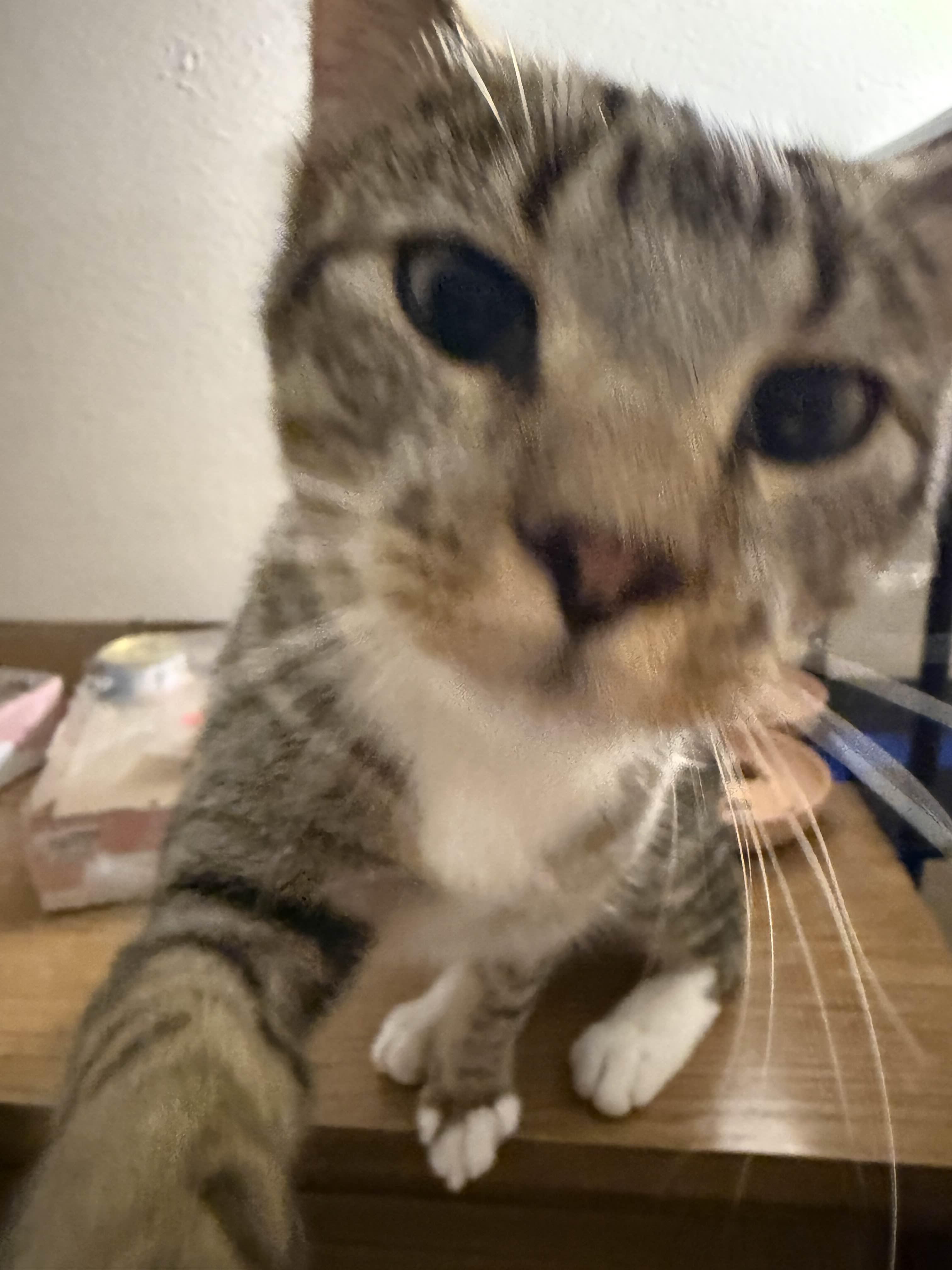 Young Gentleman, a Adoptable mixed breed in Buffalo, NY image 6/6