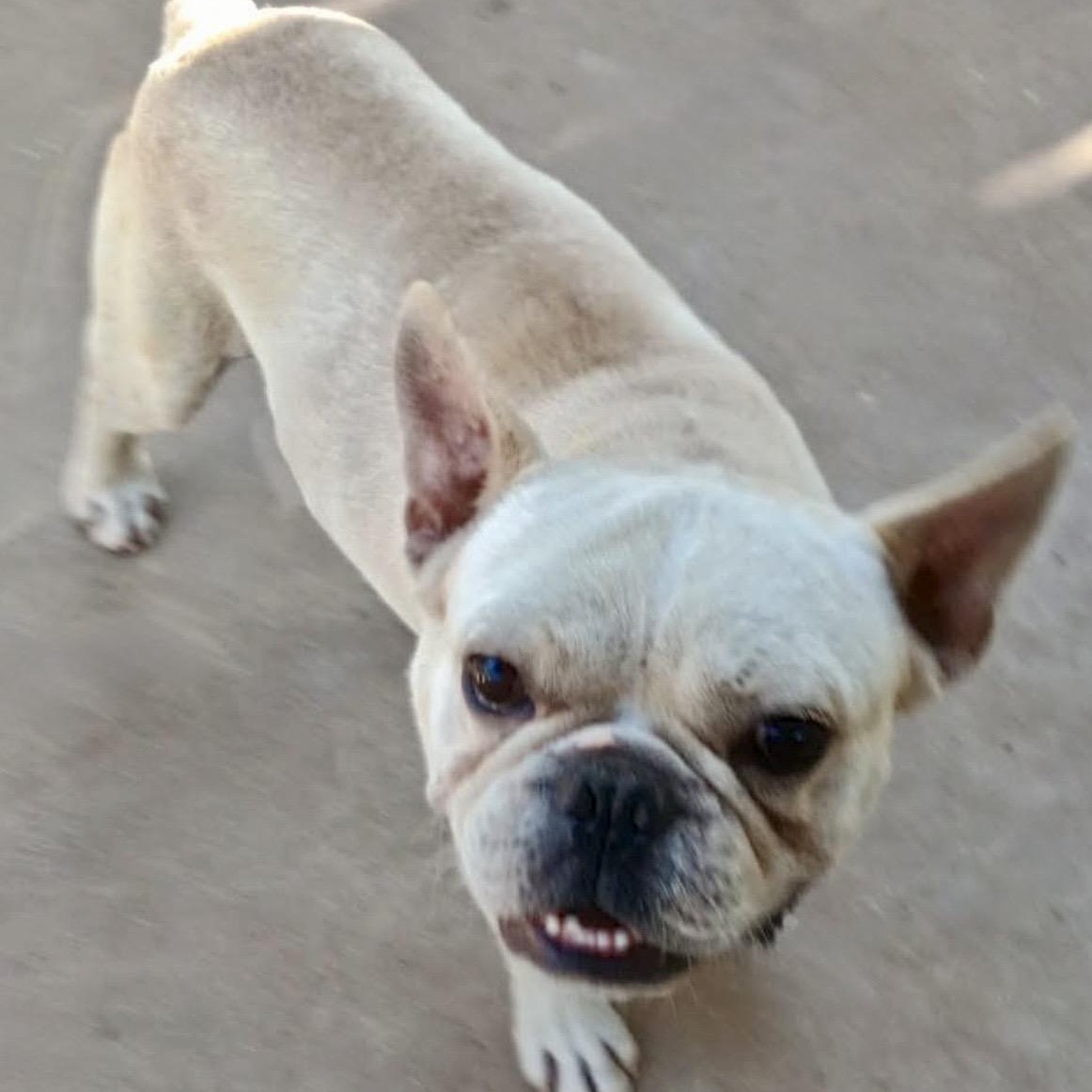 Enlarge Mr. Bean, a ADOPTABLE French Bulldog in Glenolden, PA image 1/6
