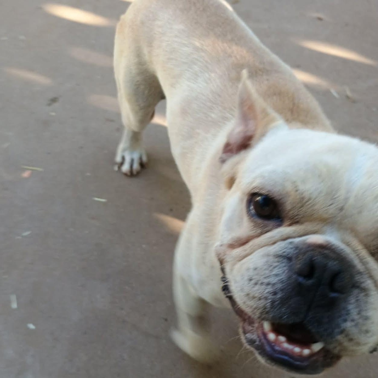 Enlarge Mr. Bean, a ADOPTABLE French Bulldog in Glenolden, PA image 5/6