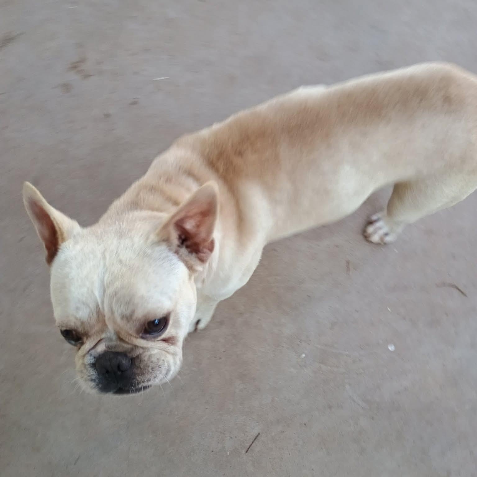 Enlarge Mr. Bean, a ADOPTABLE French Bulldog in Glenolden, PA image 3/6