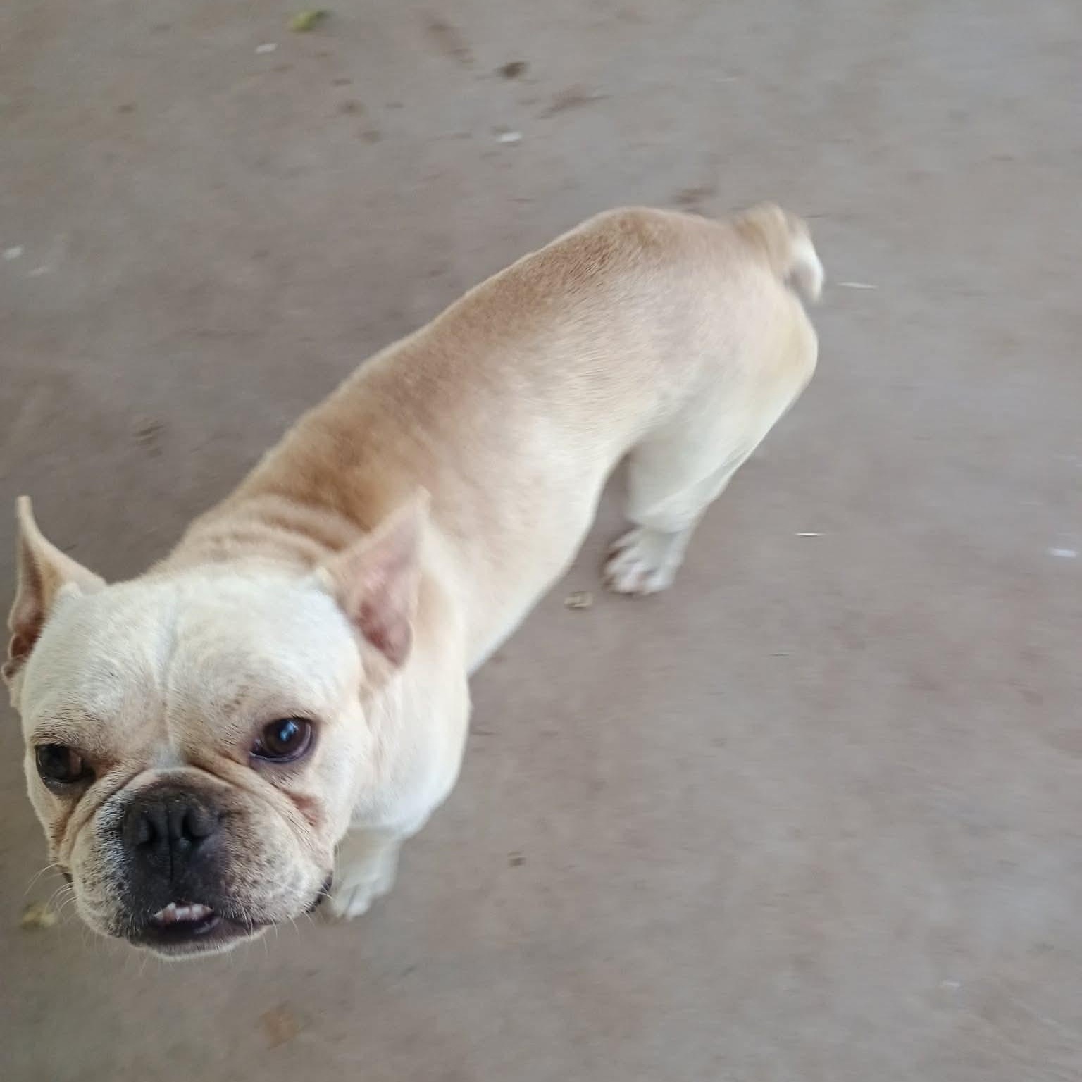 Enlarge Mr. Bean, a ADOPTABLE French Bulldog in Glenolden, PA image 2/6