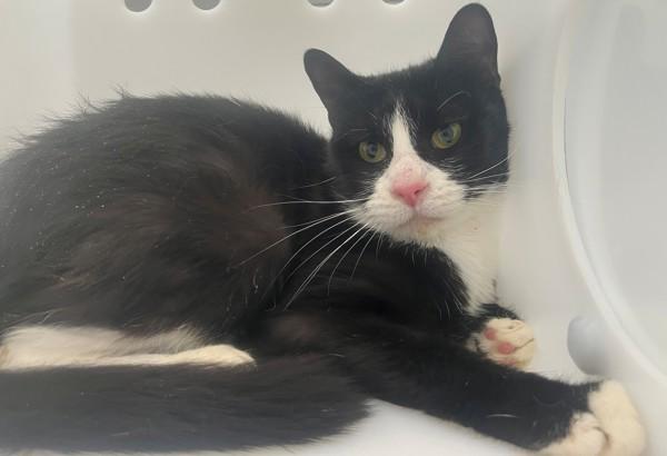 Red, Adoptable, Young Female Domestic Short Hair.
