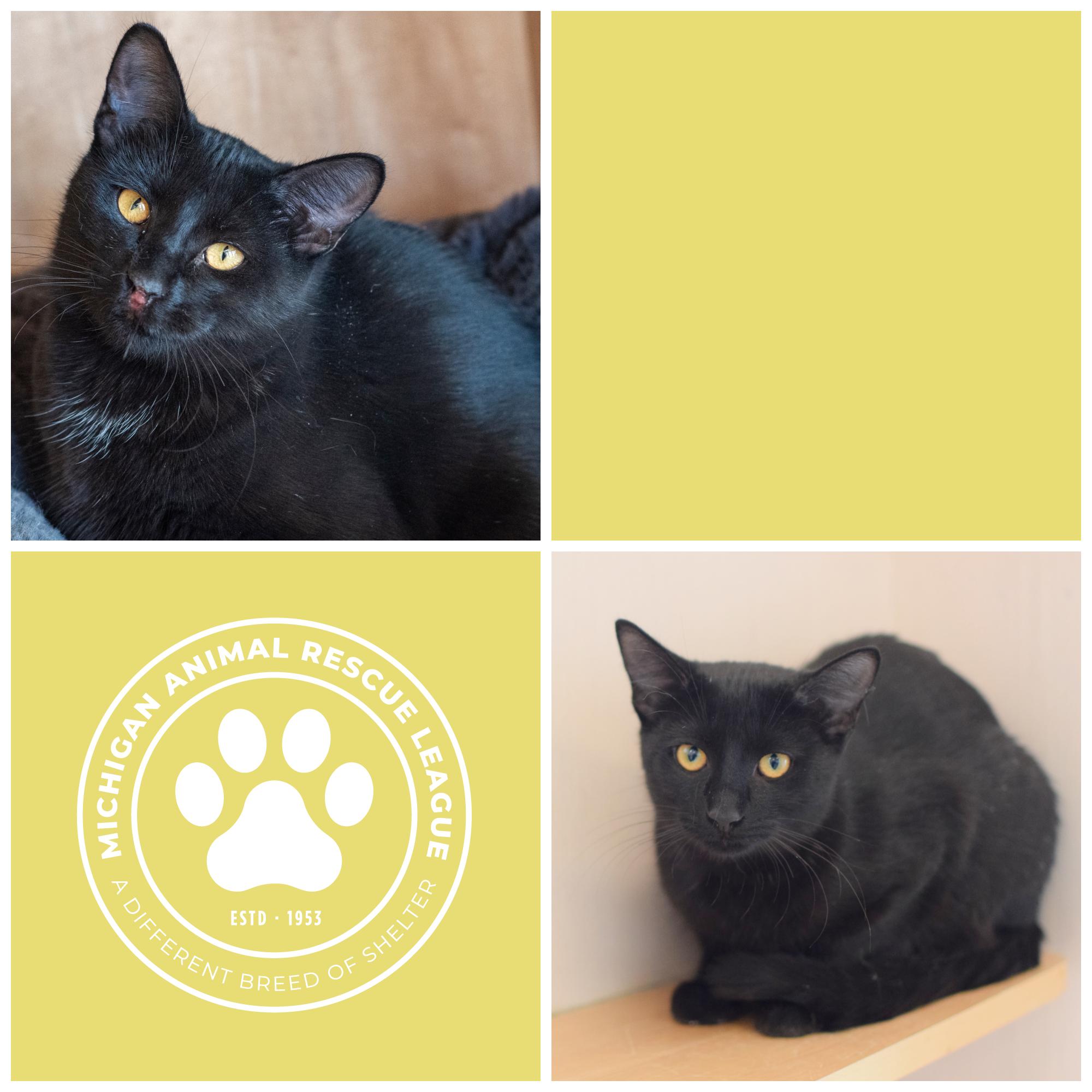 Enlarge Linus & Patty, a Adoptable Domestic Short Hair in Pontiac, MI image 1/1