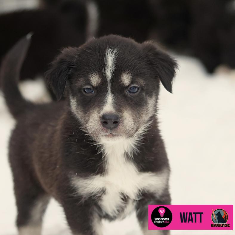 Watt, a Adoptable Mixed Breed in Calgary, AB image 1/6