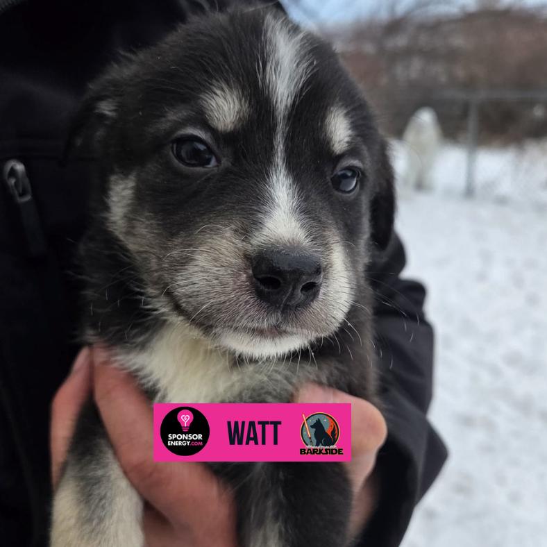 Watt, a Adoptable Mixed Breed in Calgary, AB image 2/6