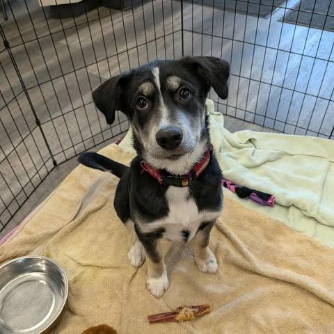 Enlarge Watt, a Adoptable Mixed Breed in Calgary, AB image 3/6