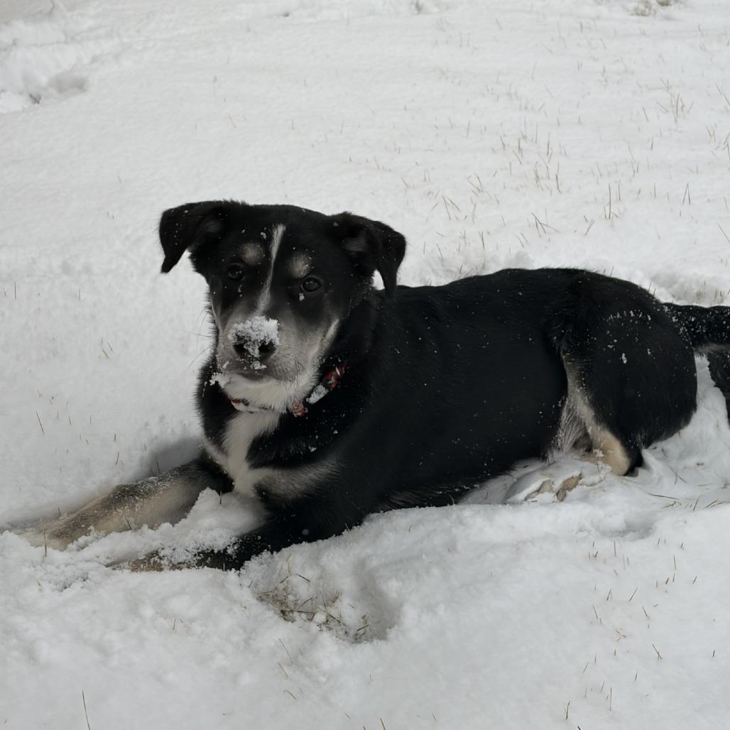Enlarge Watt, a Adoptable Mixed Breed in Calgary, AB image 3/6