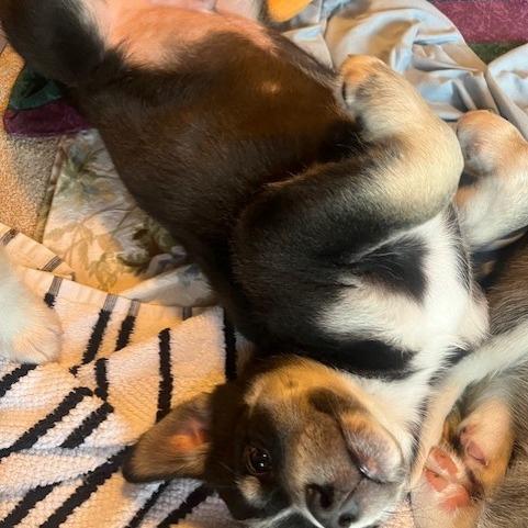 Watt, a Adoptable Mixed Breed in Calgary, AB image 3/6