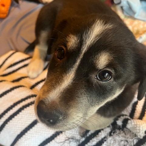 Watt, a Adoptable Mixed Breed in Calgary, AB image 4/6