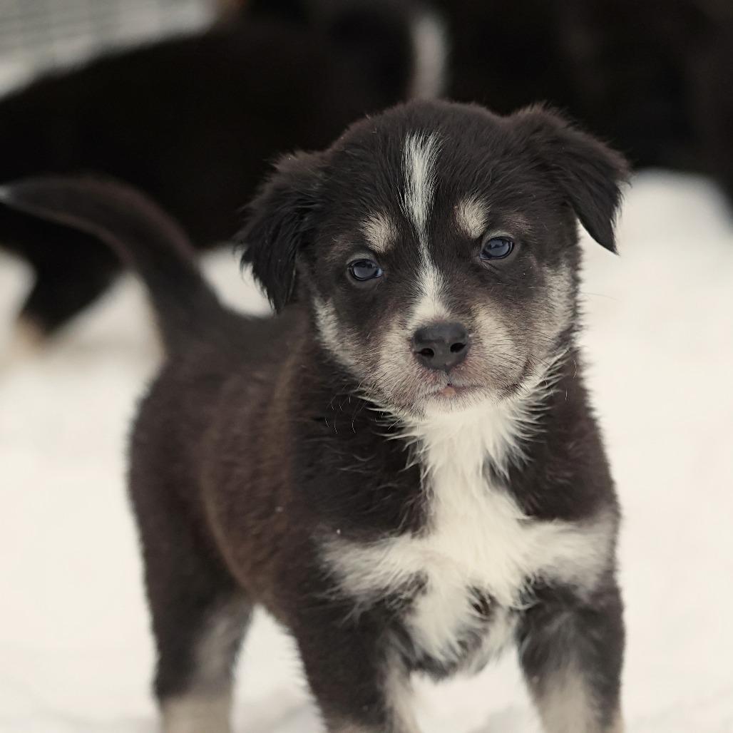 Watt, a Adoptable Mixed Breed in Calgary, AB image 5/6