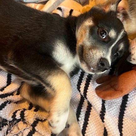 Watt, a Adoptable Mixed Breed in Calgary, AB image 6/6