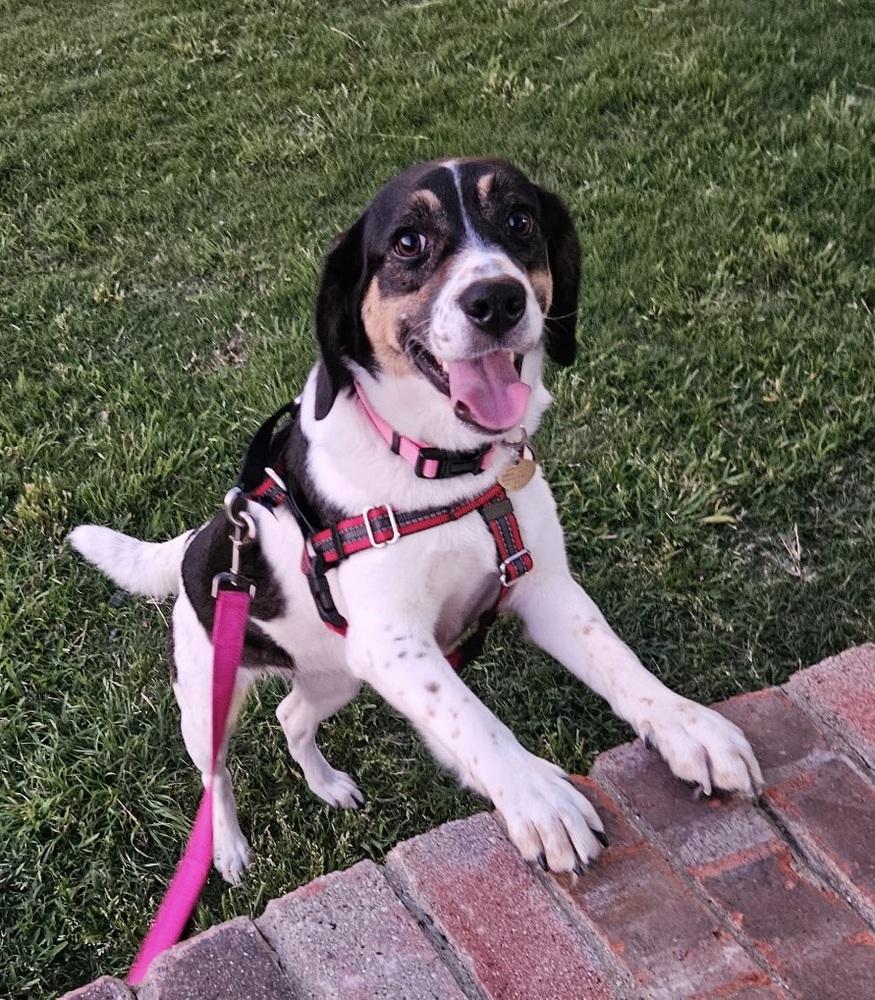 Tulip Snout, Adoptable, Young Female Beagle.