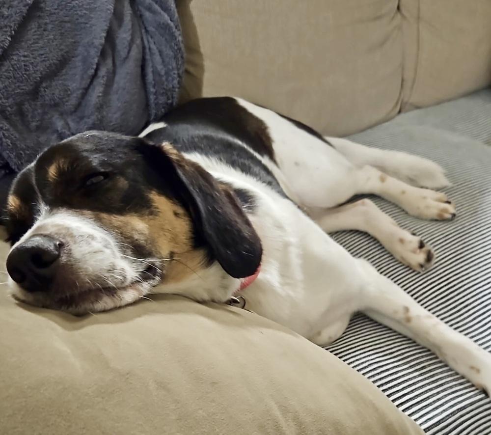 Enlarge Tulip Snout, a Adoptable mixed breed in Richardson, TX image 2/5