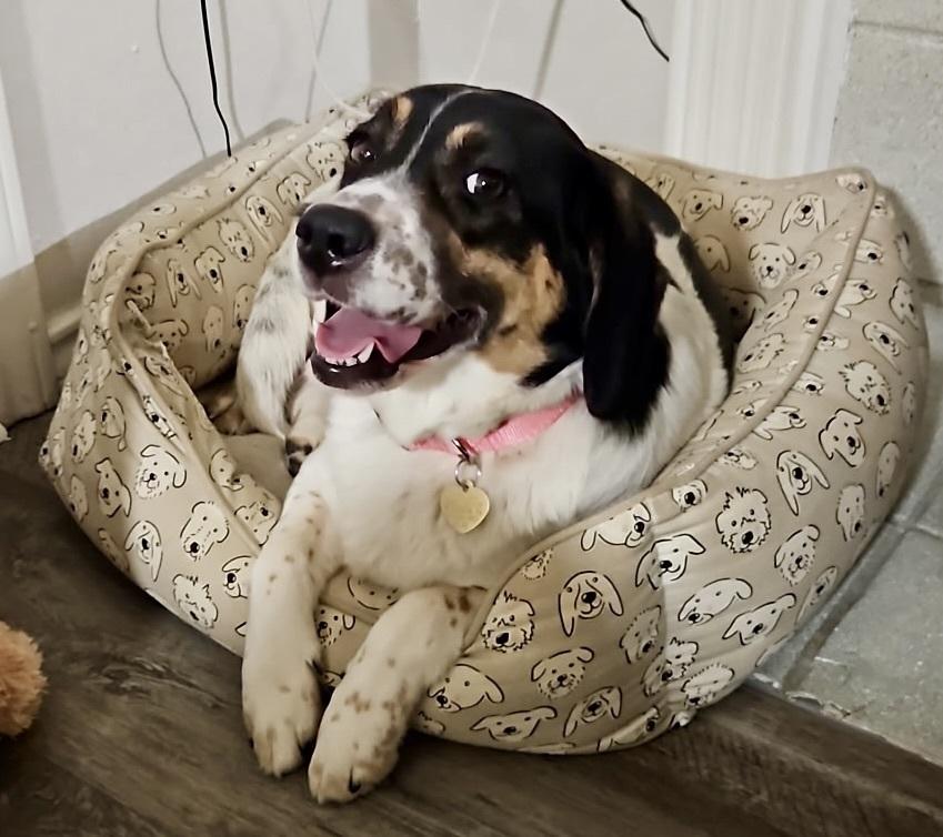Enlarge Tulip Snout, a Adoptable mixed breed in Richardson, TX image 3/5