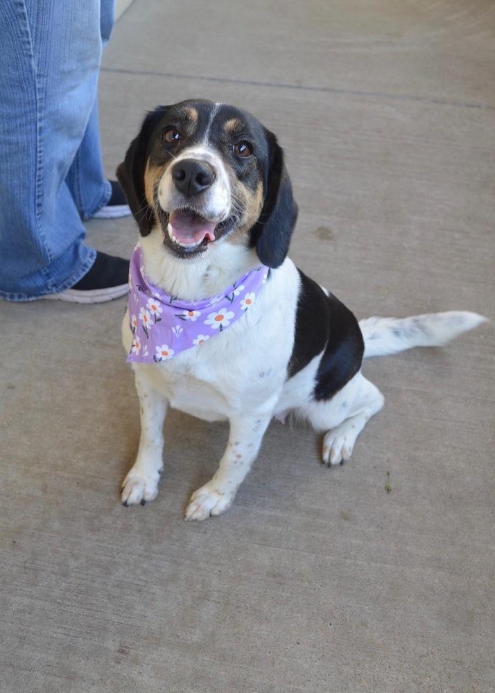 Enlarge Tulip Snout, a Adoptable mixed breed in Richardson, TX image 5/5