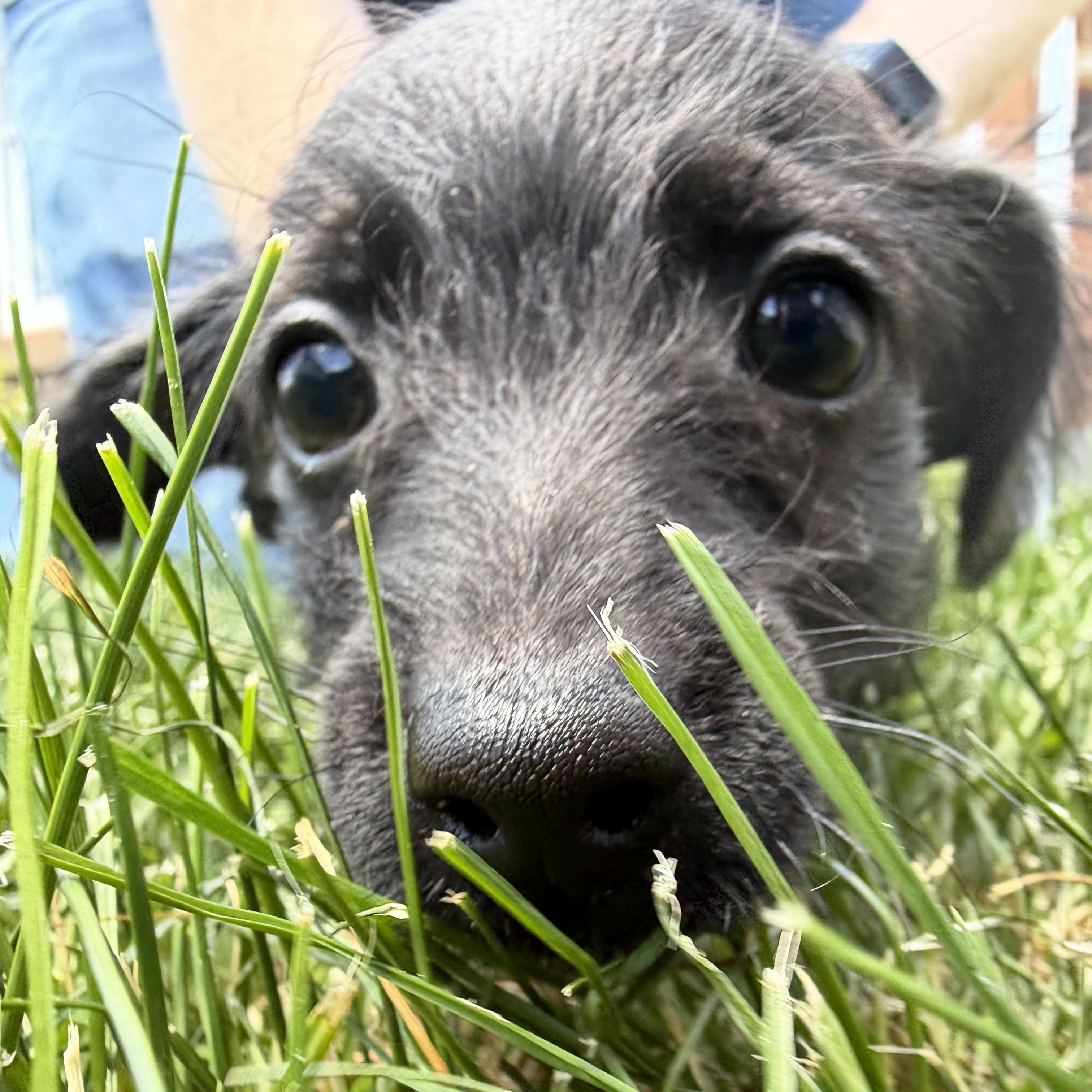 John, an adopted mixed breed in Latrobe, PA image 3/3
