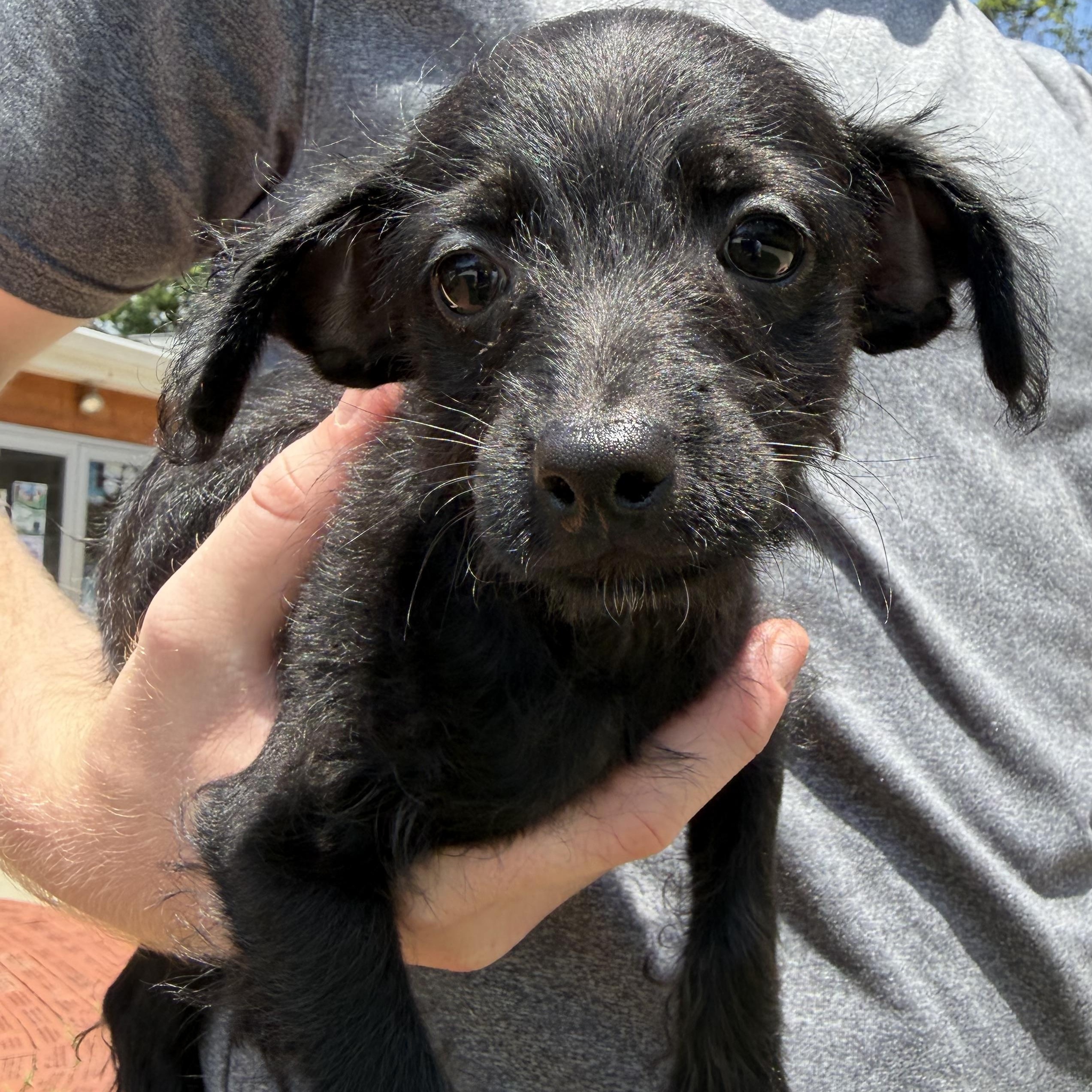 John, an adopted mixed breed in Latrobe, PA image 1/3