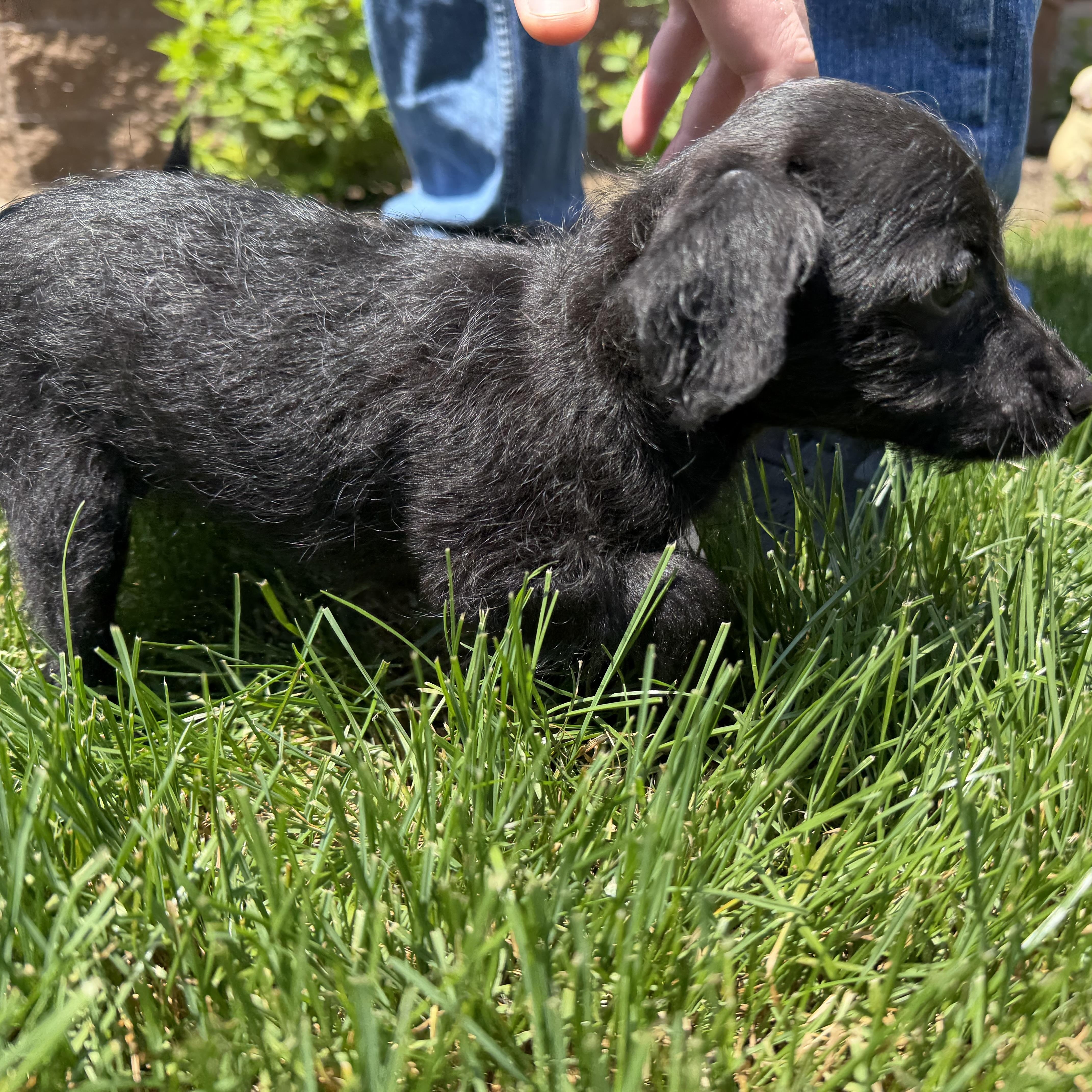John, an adopted mixed breed in Latrobe, PA image 2/3