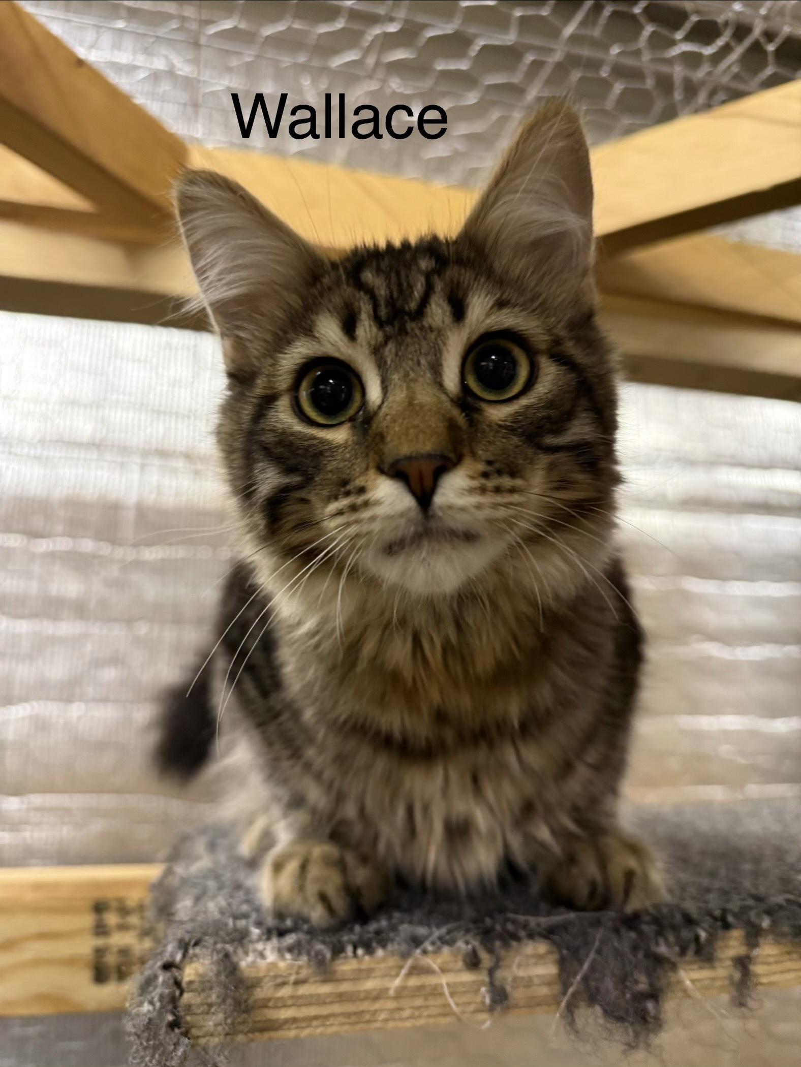 Enlarge Wallace, an adopted Tabby in BURNABY, BC image 1/1