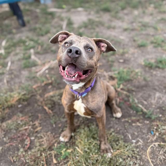 STANLEY, Adoptable, Young Male Pit Bull Terrier.