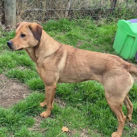 Enlarge Bonnie, a Adoptable mixed breed in Dover, AR image 1/3