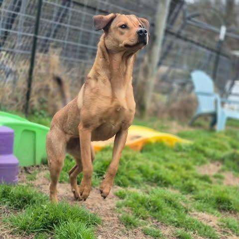 Enlarge Bonnie, a Adoptable mixed breed in Dover, AR image 2/3