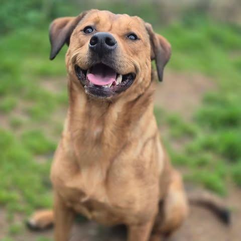Enlarge Bonnie, a Adoptable mixed breed in Dover, AR image 3/3