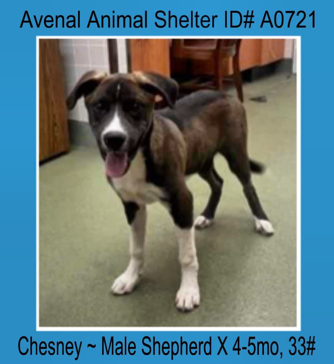 Enlarge Chesney, a Adopted Shepherd in Avenal, CA image 1/1