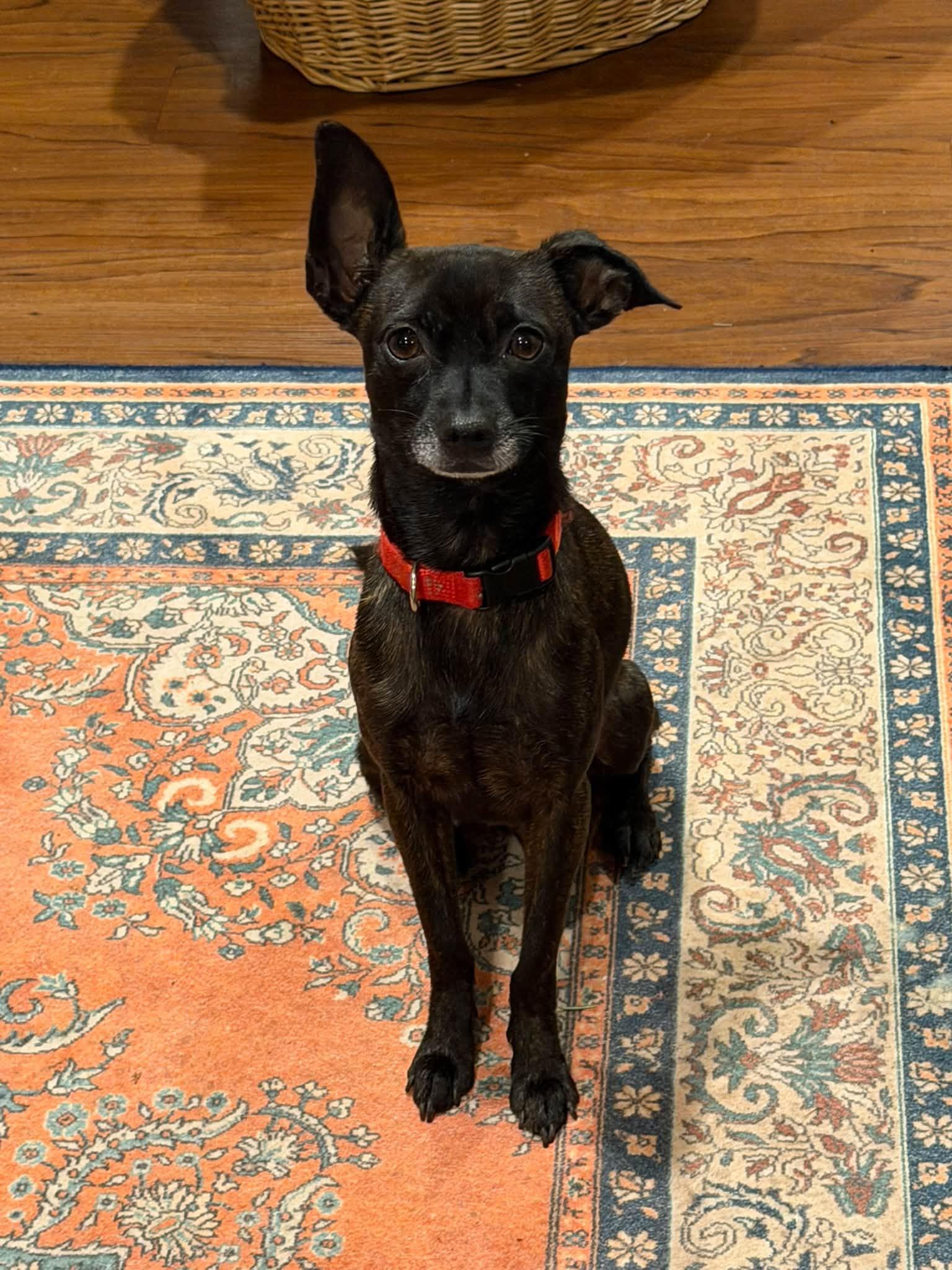 Enlarge Courage, a Adoptable mixed breed in Eugene, OR image 2/5