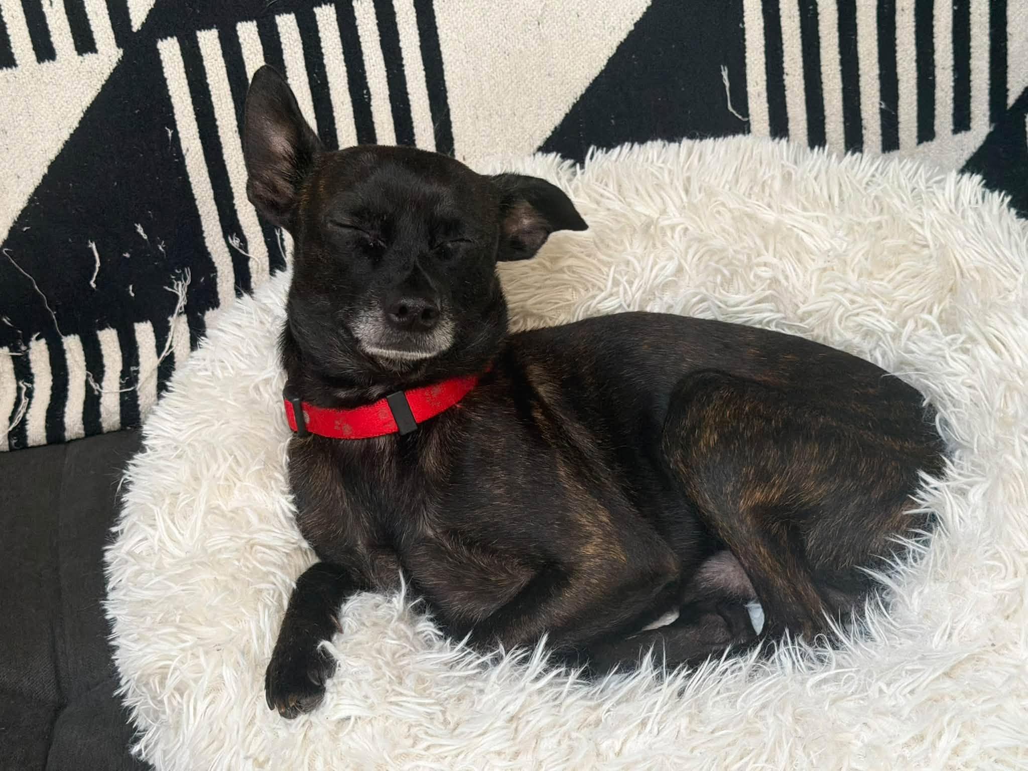 Enlarge Courage, a Adoptable mixed breed in Eugene, OR image 5/5