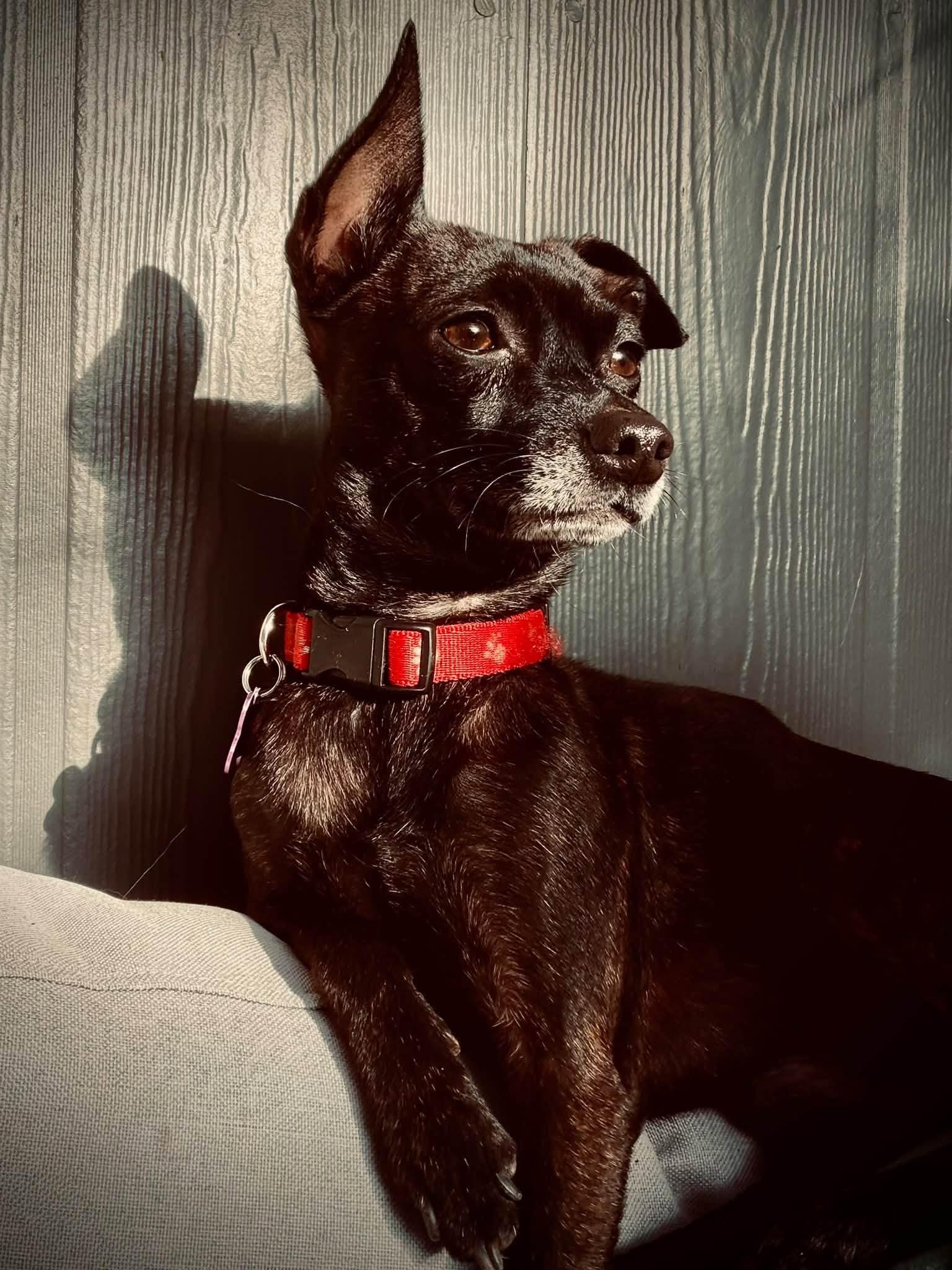 Enlarge Courage, a Adoptable mixed breed in Eugene, OR image 4/5