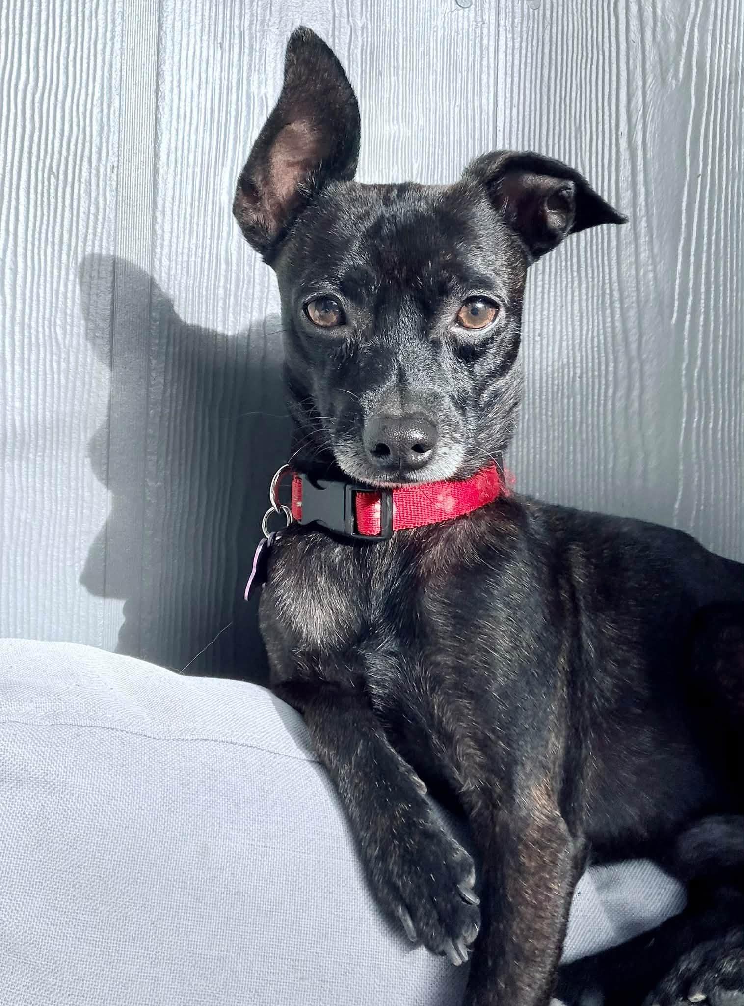 Courage, Adoptable, Adult Male Chihuahua.