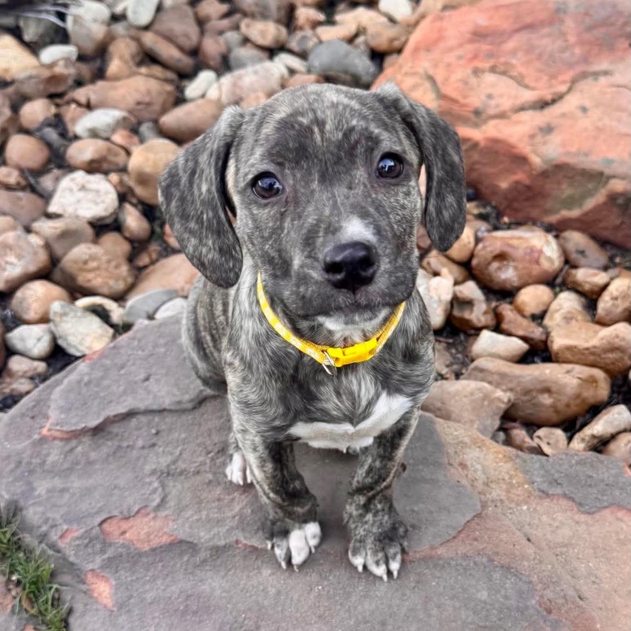 Aspen, ADOPTABLE, Puppy Female Hound & Pit Bull Terrier.