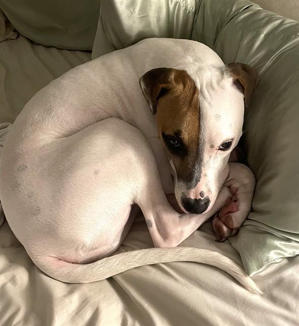 DJ, Adoptable, Young Male Pit Bull Terrier & Mixed Breed.