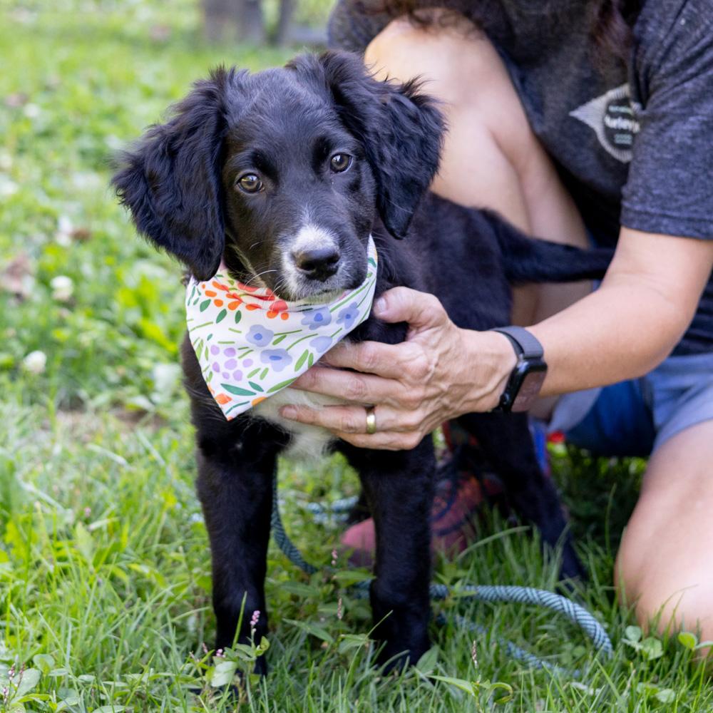 Abby (Female)    Avail  9/20