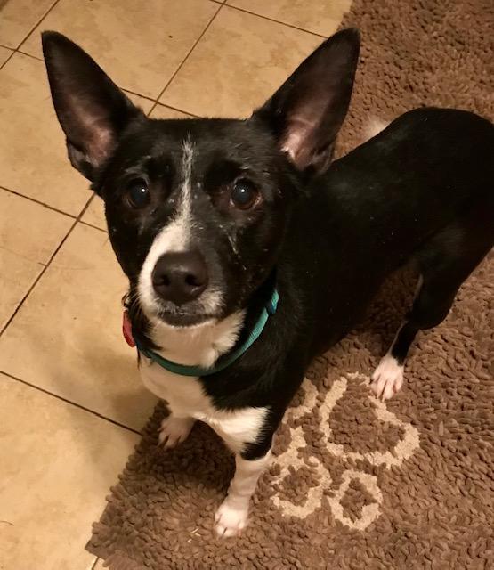 Enlarge Opal, a ADOPTABLE mixed breed in Honeoye Falls, NY image 1/2