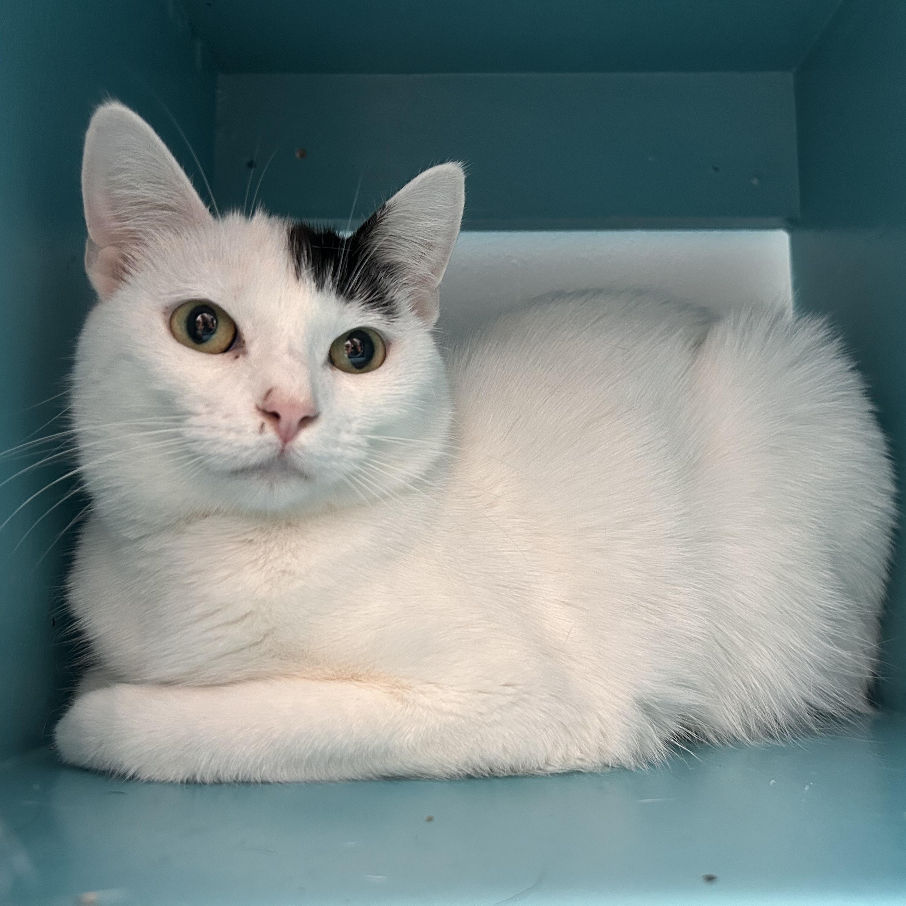 Enlarge Kira, a Adoptable Domestic Short Hair in Grand Rapids, MI image 3/6