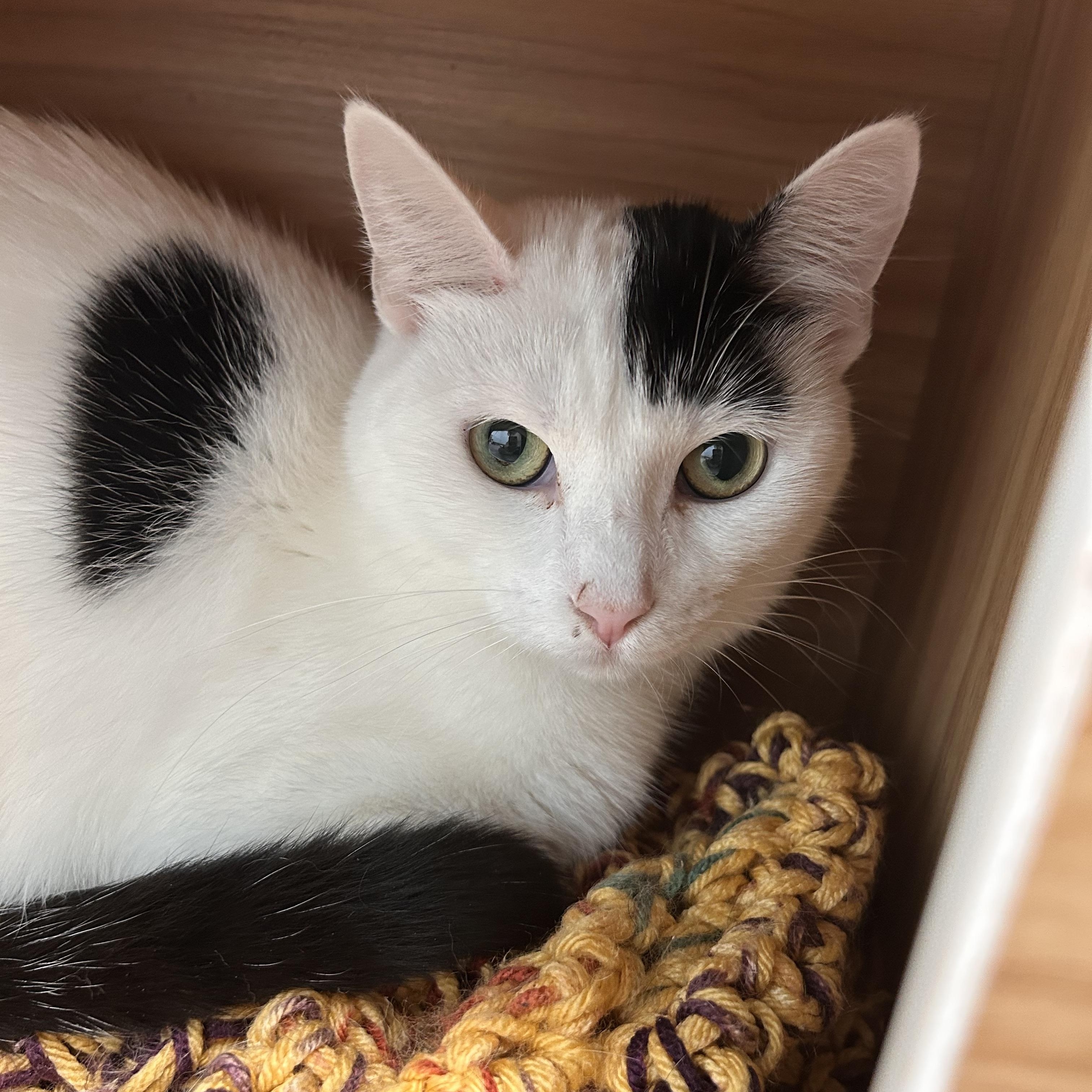 Enlarge Kira, a Adoptable Domestic Short Hair in Grand Rapids, MI image 4/6