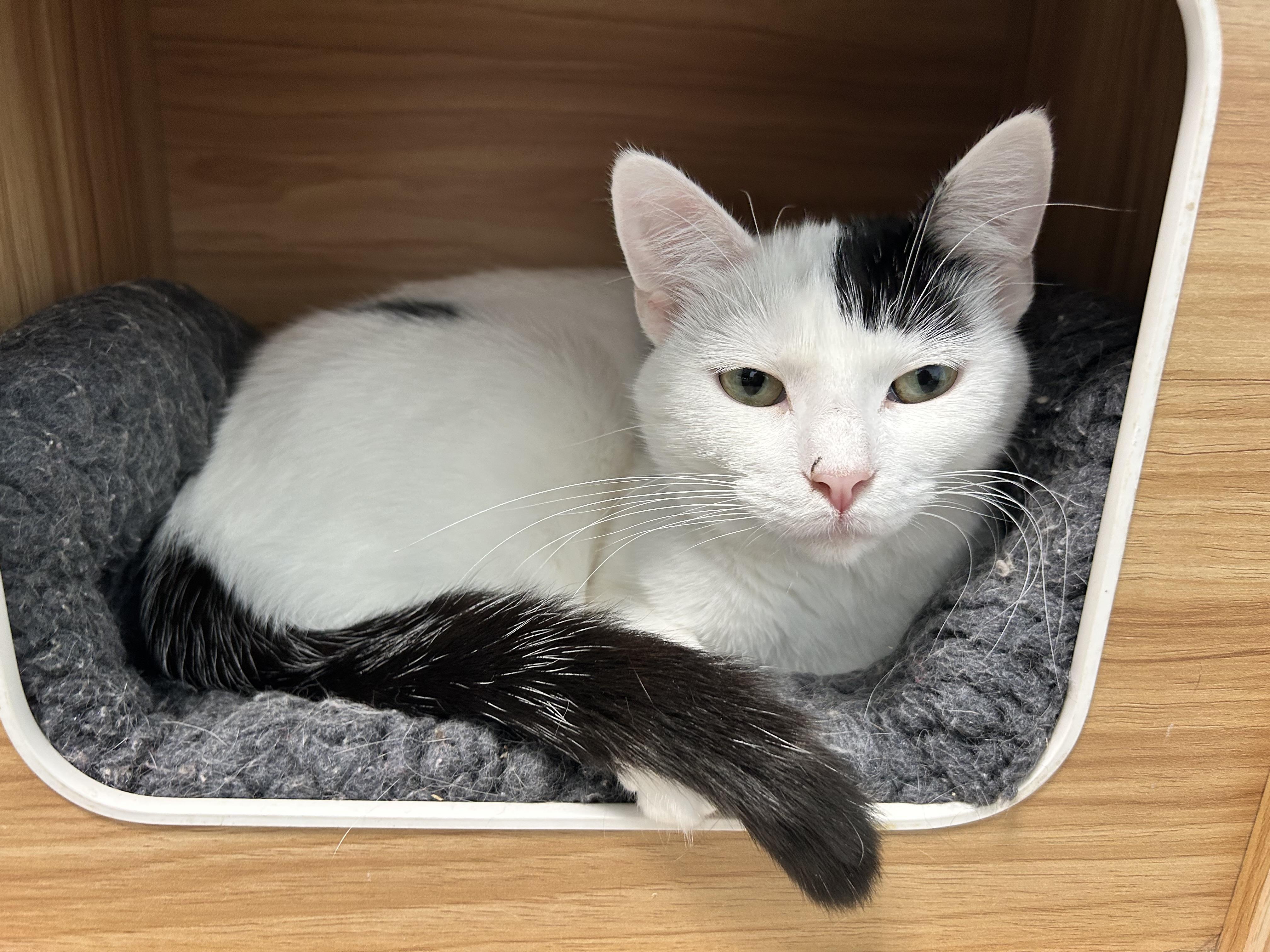 Kira, Adoptable, Young Female Domestic Short Hair.