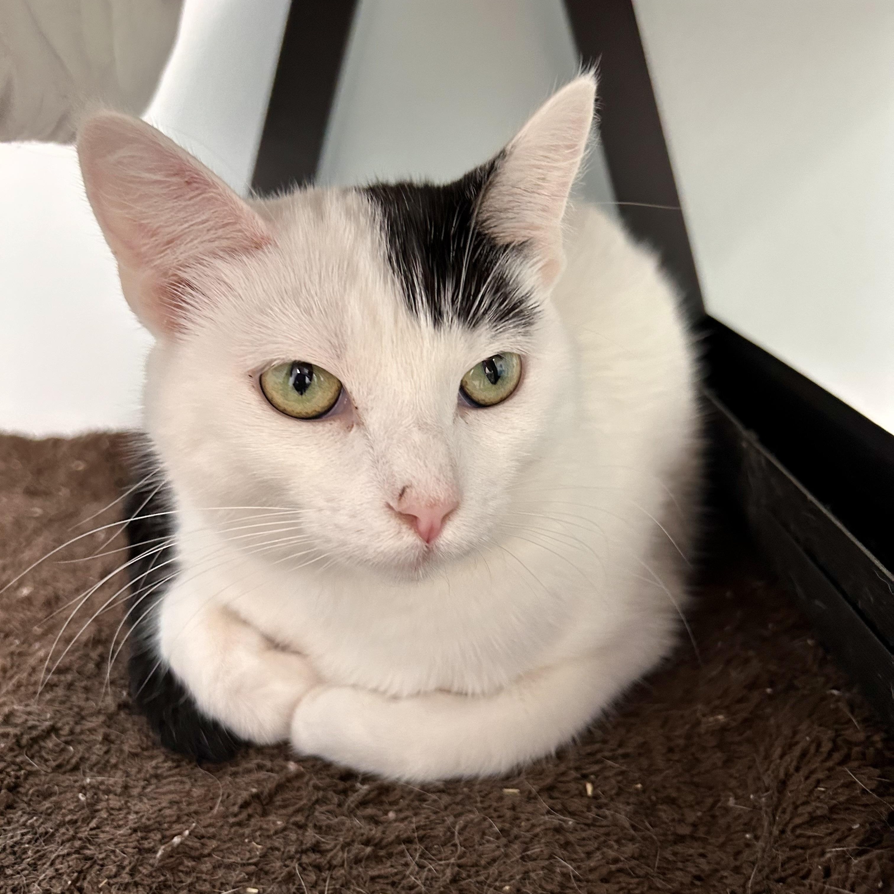 Enlarge Kira, a Adoptable Domestic Short Hair in Grand Rapids, MI image 2/6