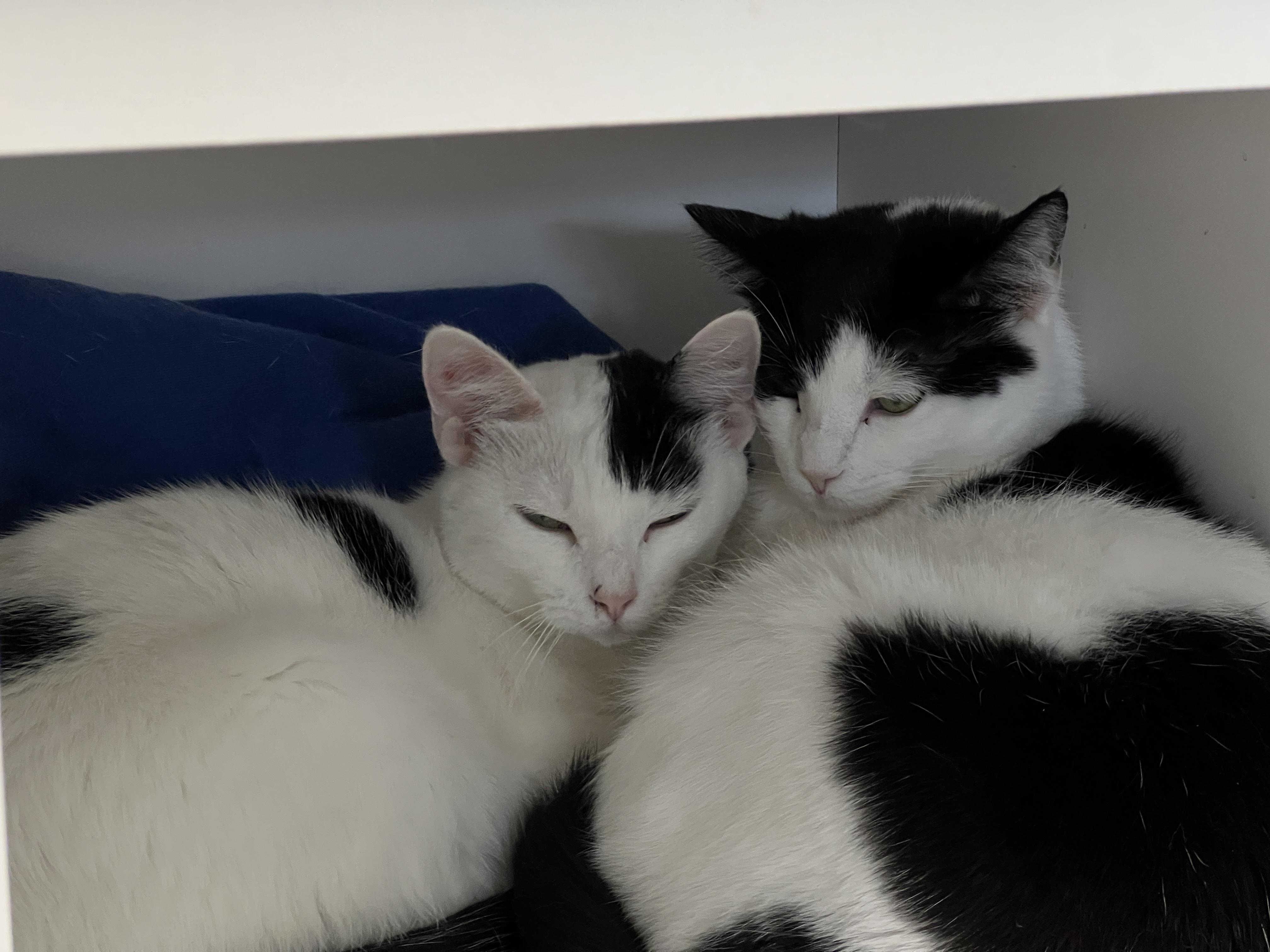 Enlarge Kira, a Adoptable Domestic Short Hair in Grand Rapids, MI image 6/6