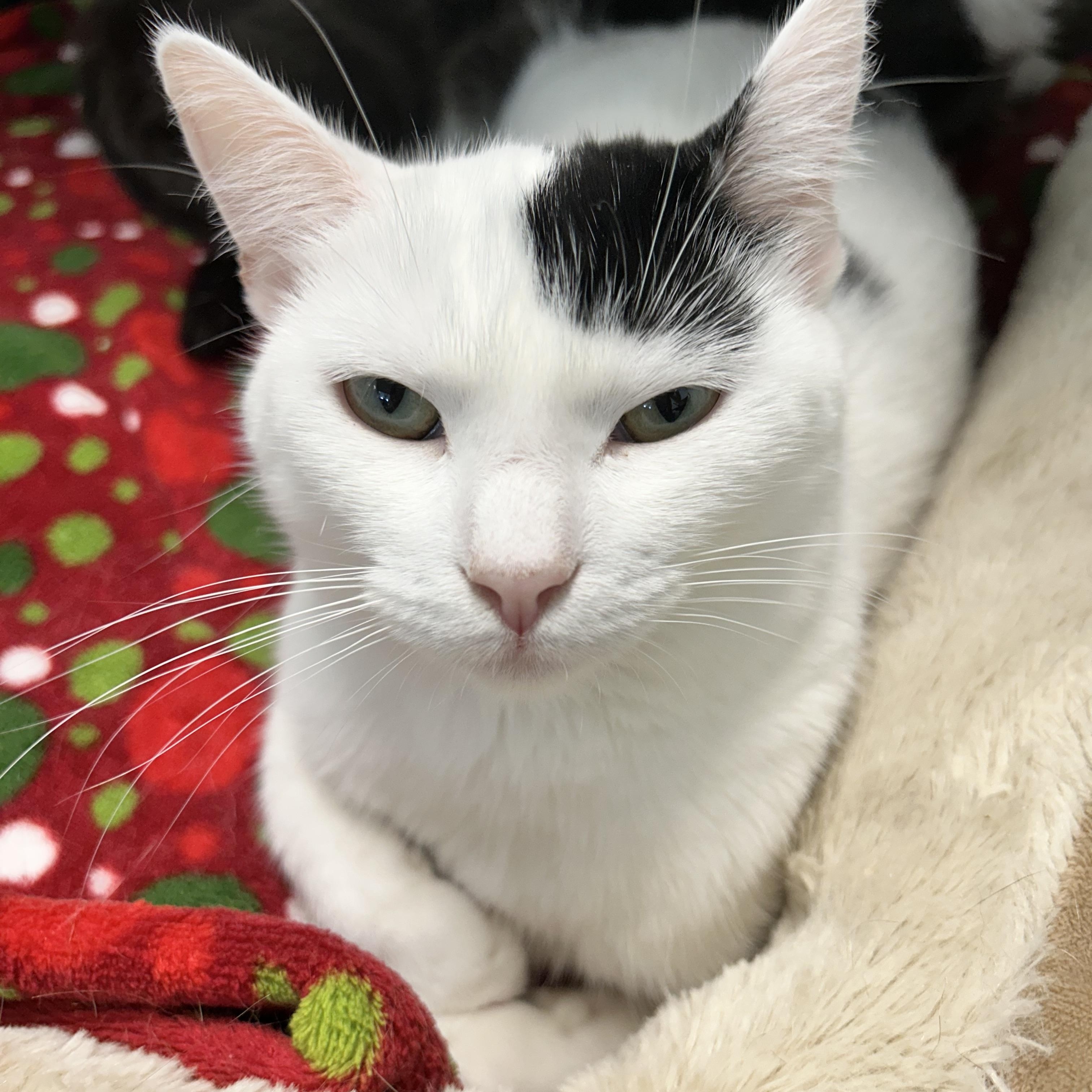 Enlarge Kira and Kat (bonded) - CHOW HOUND, a Adoptable Domestic Short Hair in Grand Rapids, MI image 1/6