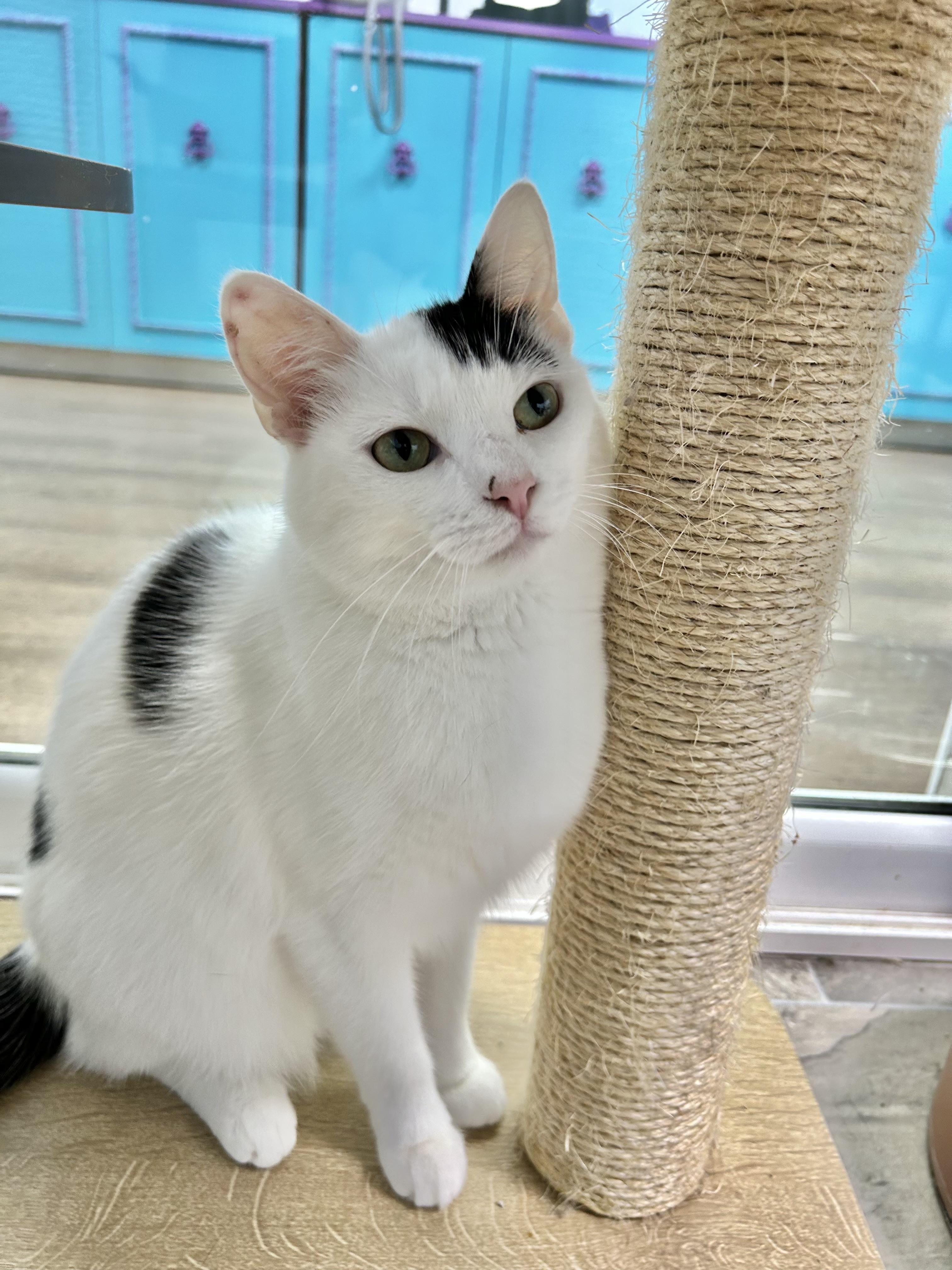 Enlarge Kira, a Adoptable Domestic Short Hair in Grand Rapids, MI image 5/6