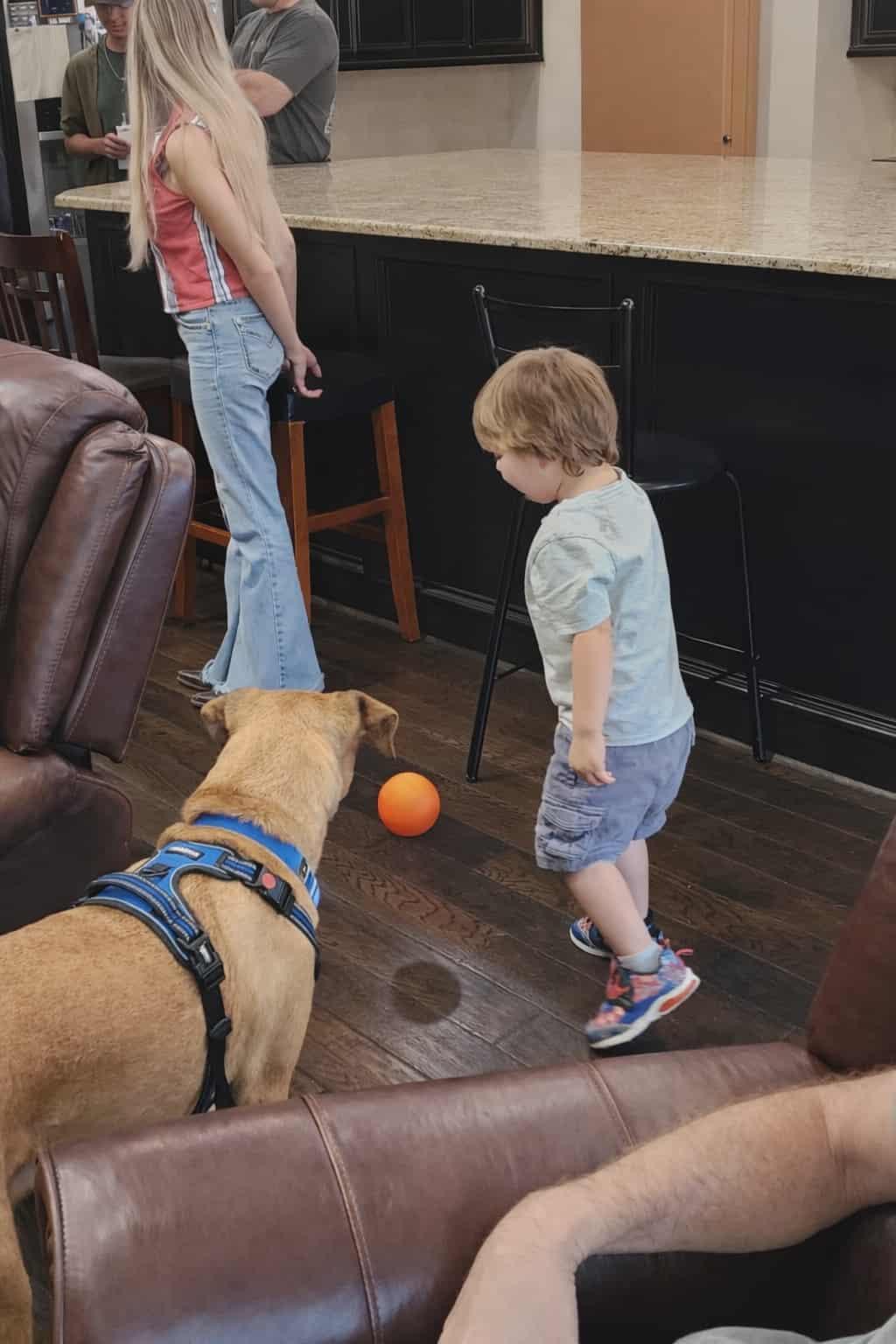 Enlarge Butters, a Adoptable mixed breed in Fountain, CO image 4/6
