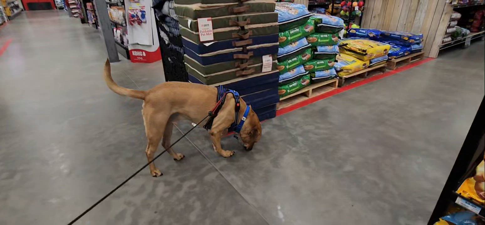 Enlarge Butters, a Adoptable mixed breed in Fountain, CO video 5/6