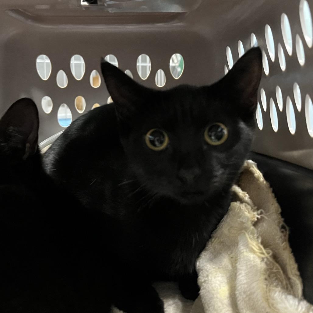 Enlarge Peach (white), a Adoptable Domestic Short Hair in Greensboro, NC image 1/1
