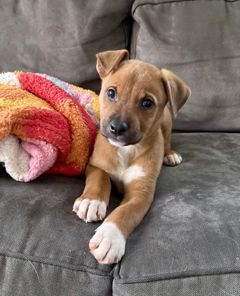 Barkley, Adoptable, Puppy Male Shepherd.