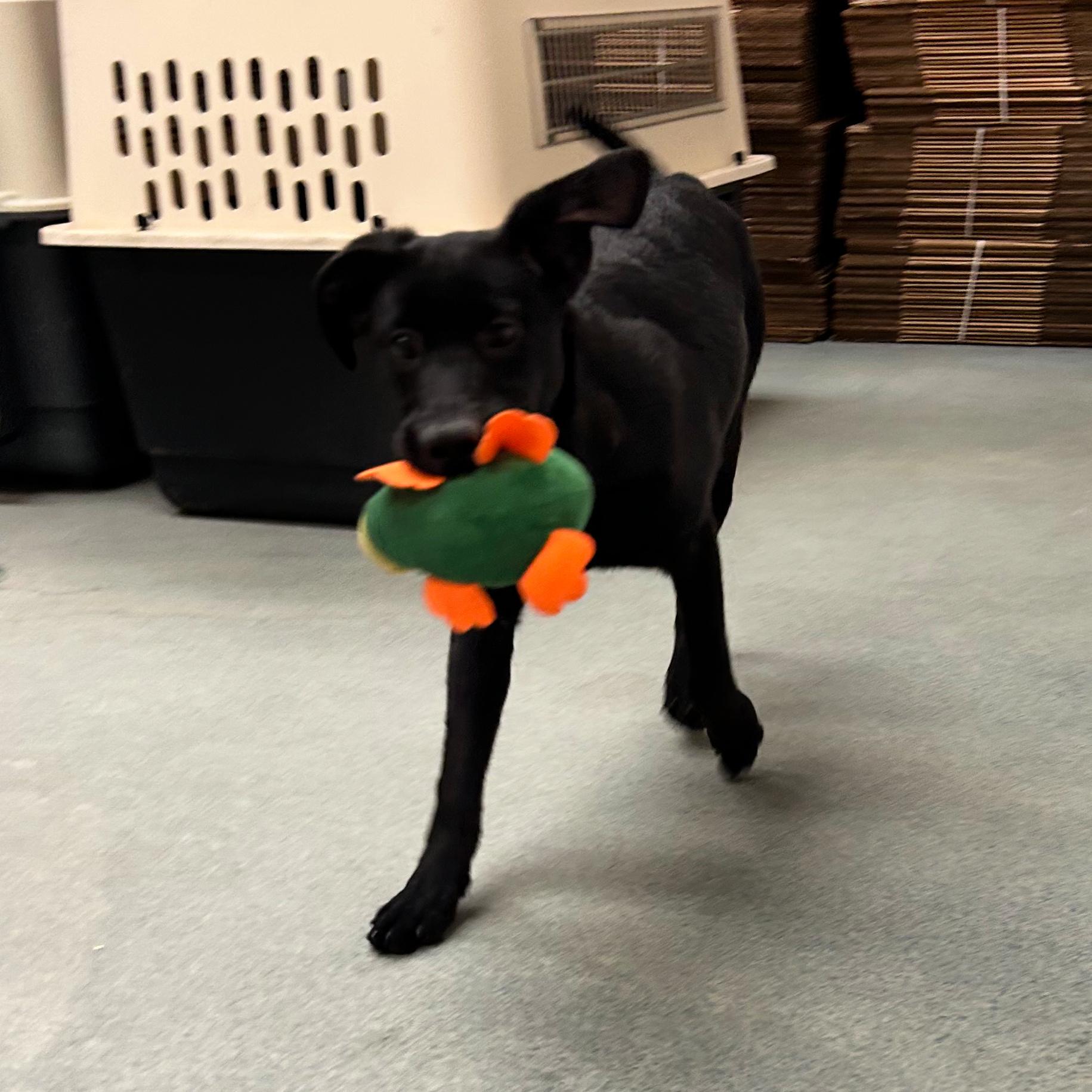 Janessa, an adoptable Black Labrador Retriever in Lindon, UT, 84042 | Photo Image 4