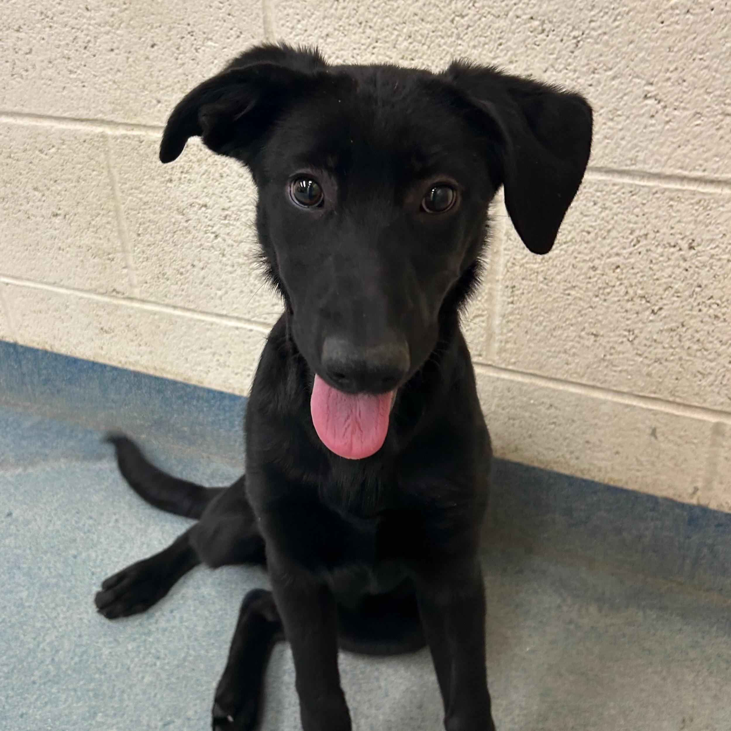 Janessa, an adoptable Black Labrador Retriever in Lindon, UT, 84042 | Photo Image 1
